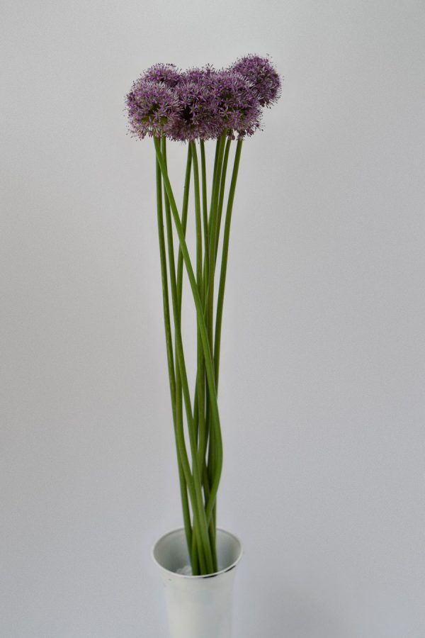 Allium Holanda