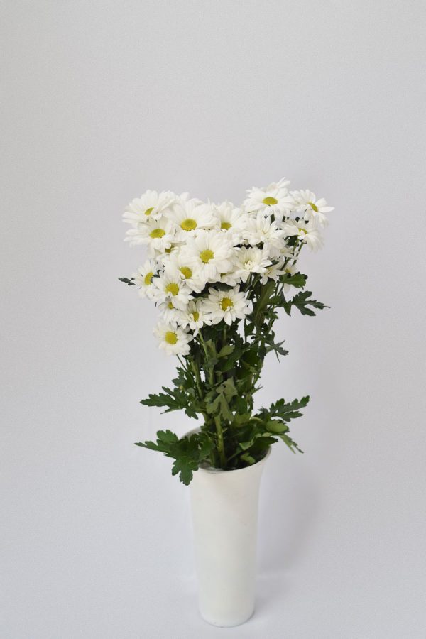 Crisantemo Bacardi Blanco