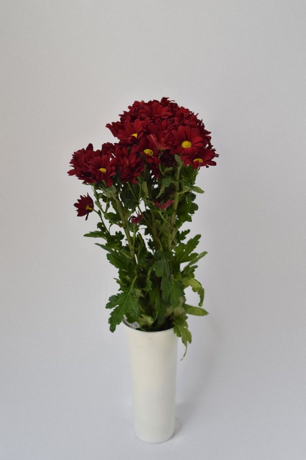 Crisantemo Bacardi Rojo