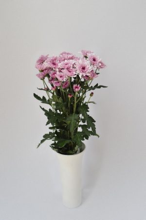 Crisantemo Euro Rosa