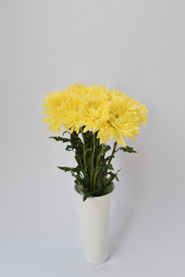 Crisantemo Monoflor Amarillo