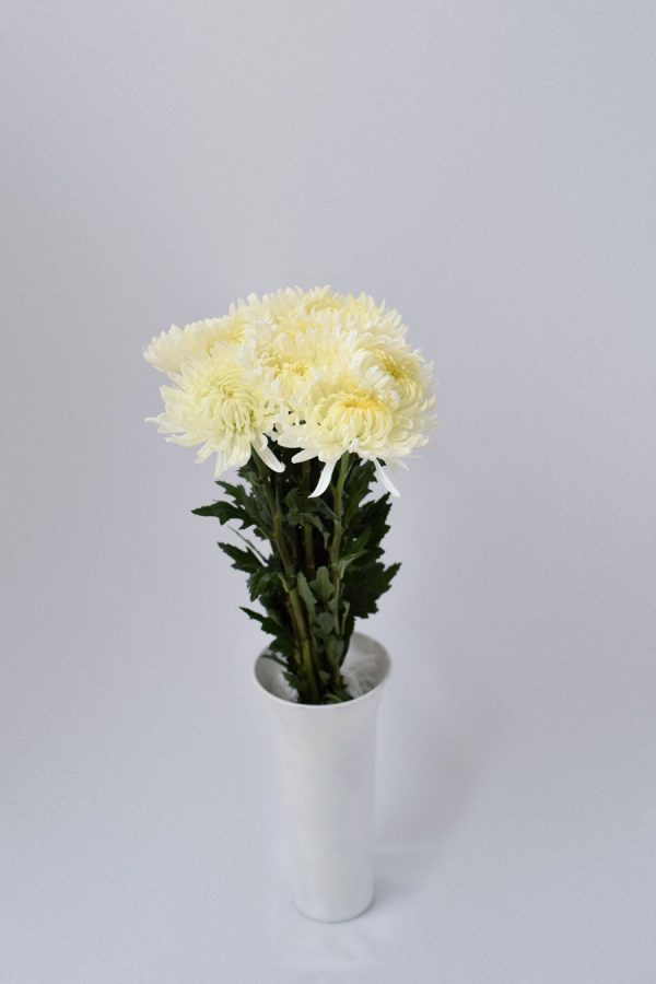 Crisantemo Monoflor Blanco