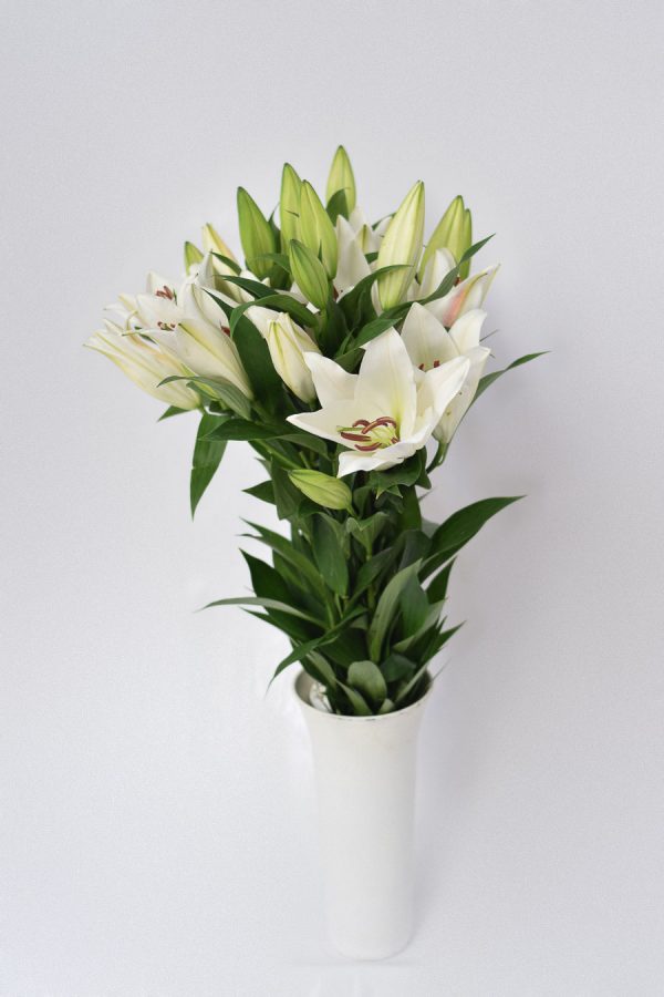 Lilium Oriental Blanco
