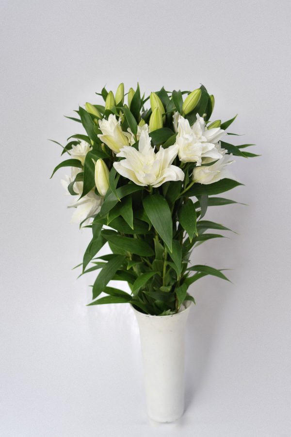 Lilium Oriental Doble Blanco