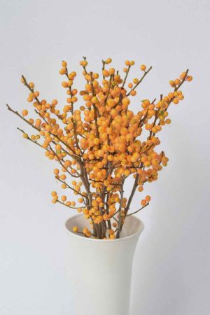 Llex Verticillata Golden Verboom